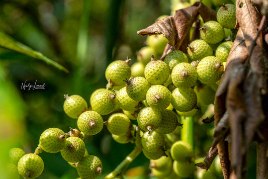Geonoma baculifera
