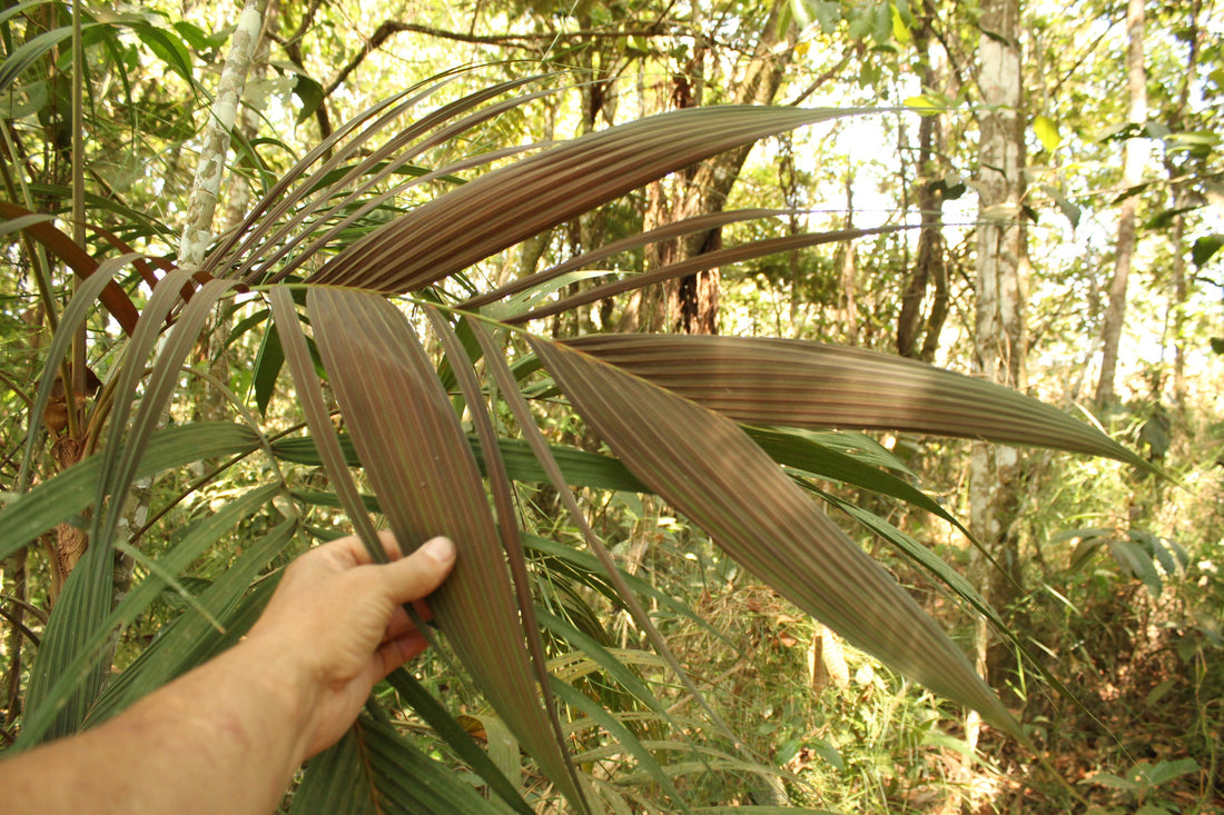 Geonoma brevispatha