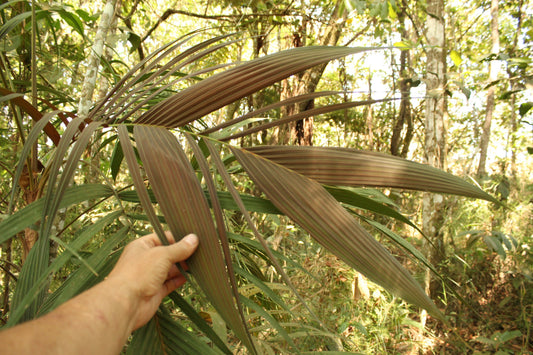Geonoma brevispatha