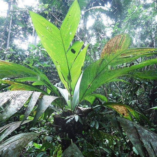 Geonoma calyptrogynoidea