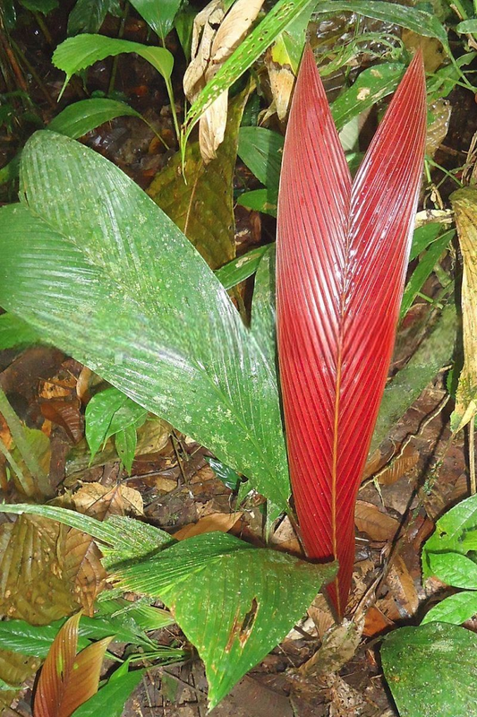 Geonoma chococola