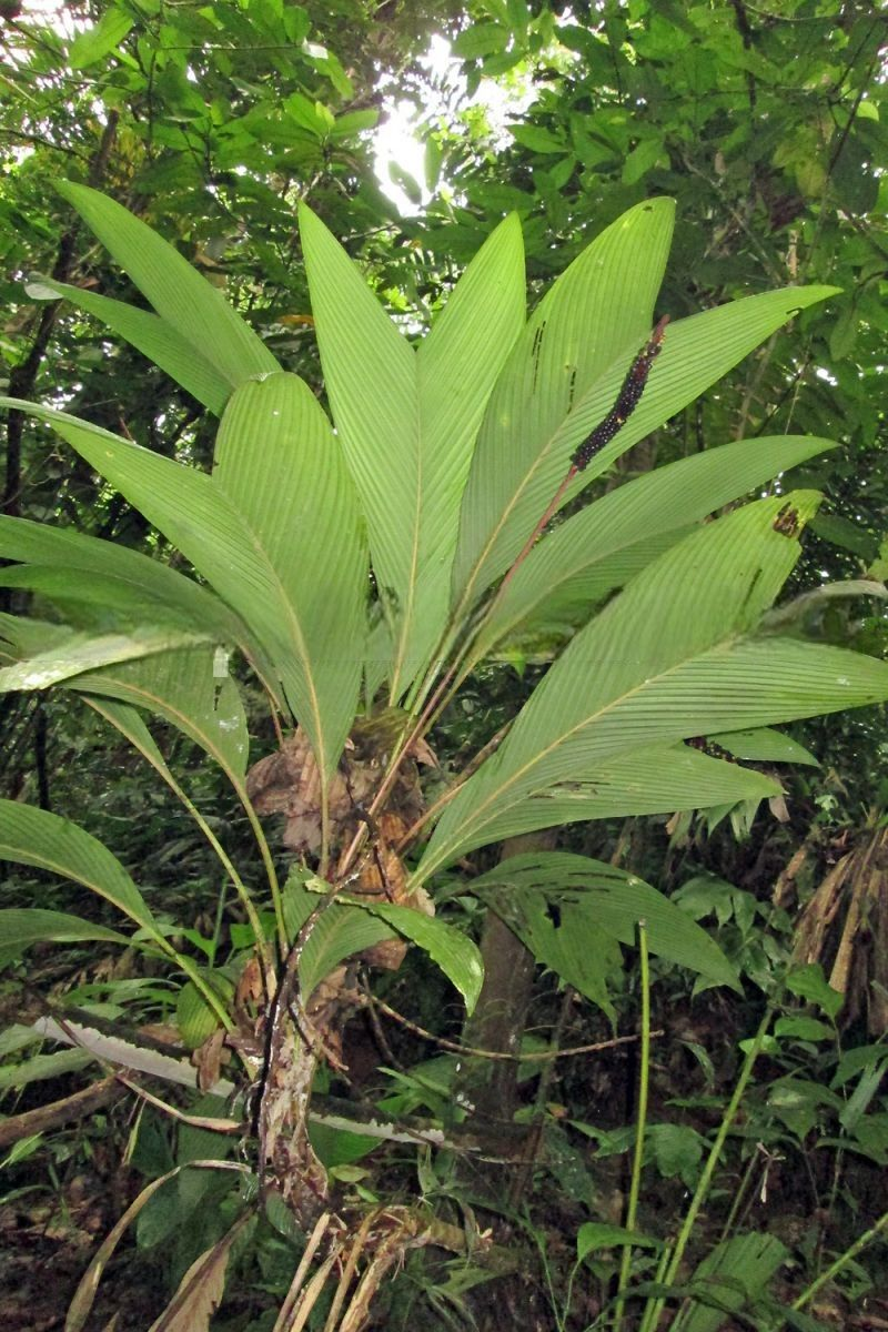 Geonoma cuneata