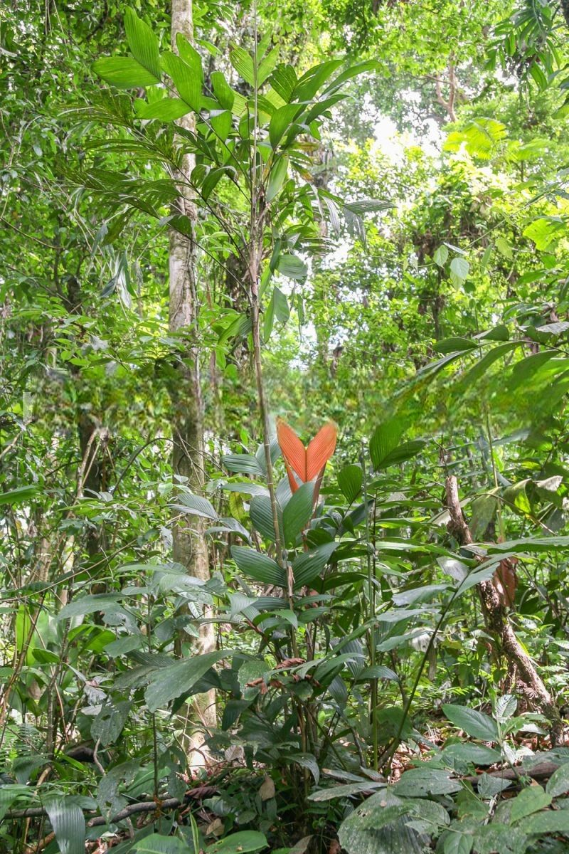 Geonoma deversa