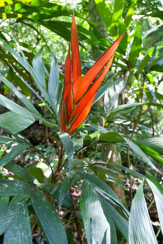 Geonoma elegans