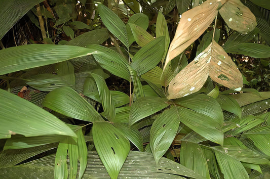 Geonoma ferruginea