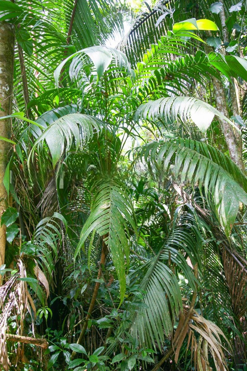 Geonoma interrupta