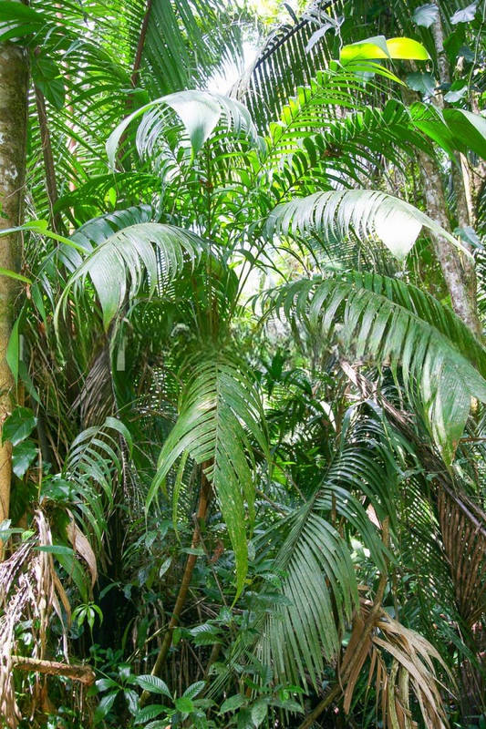 Geonoma interrupta