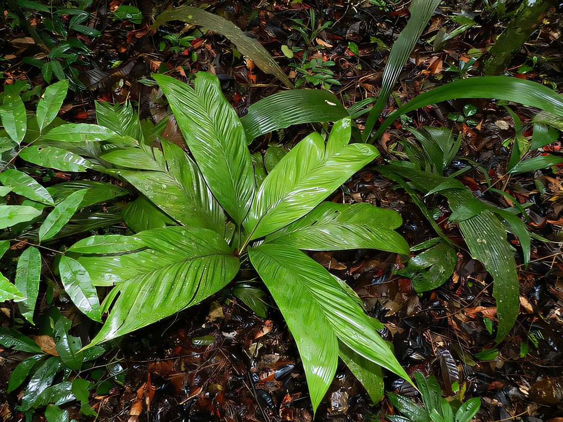Geonoma leptospadix