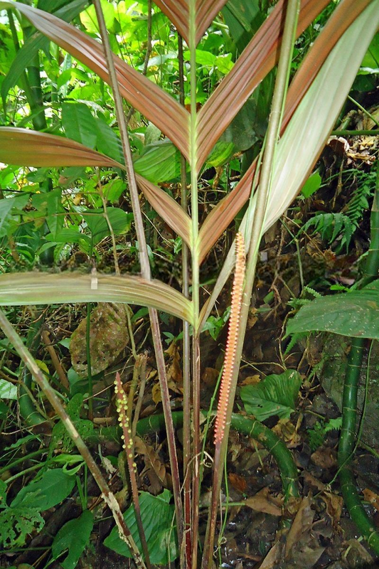 Geonoma macrostachys