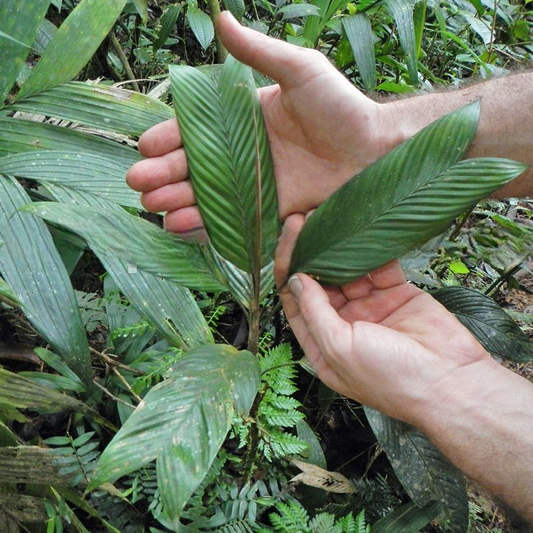 Geonoma monospatha