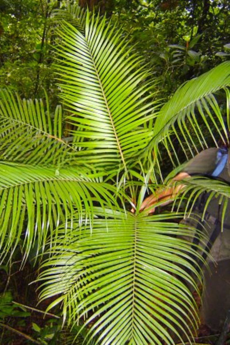 Geonoma mooreana