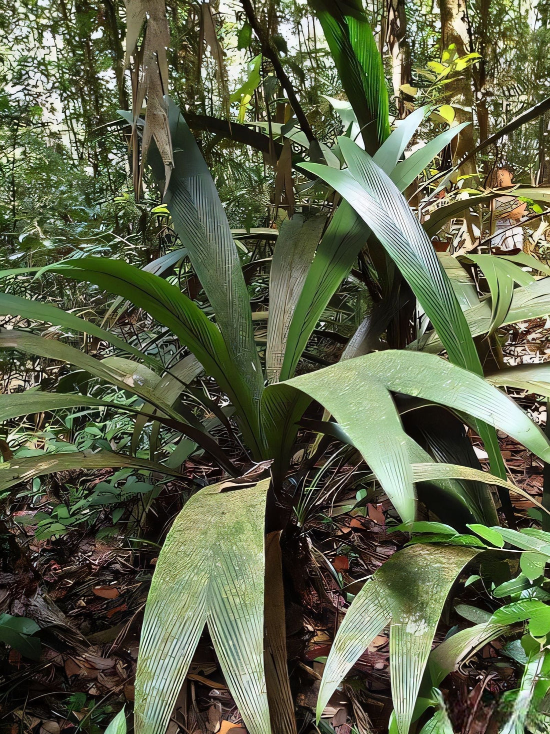 Geonoma oldemanii
