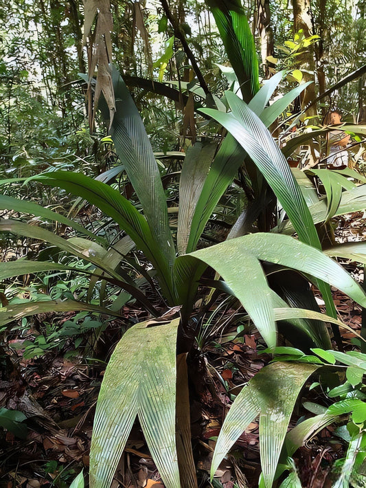 Geonoma oldemanii