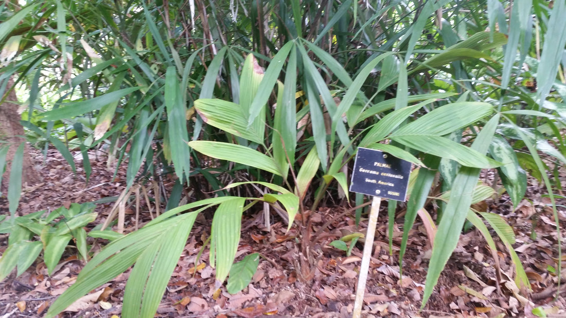 Geonoma orbignyana