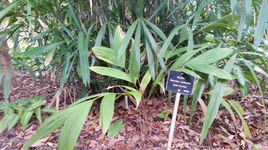 Geonoma orbignyana