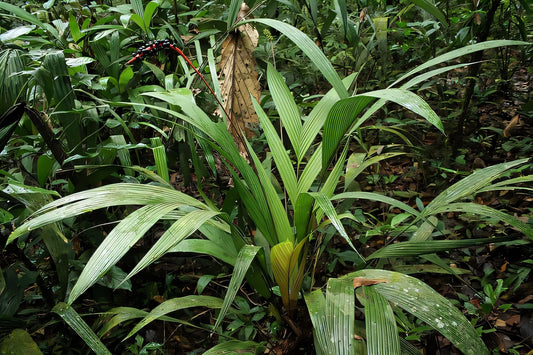 Geonoma paradoxa