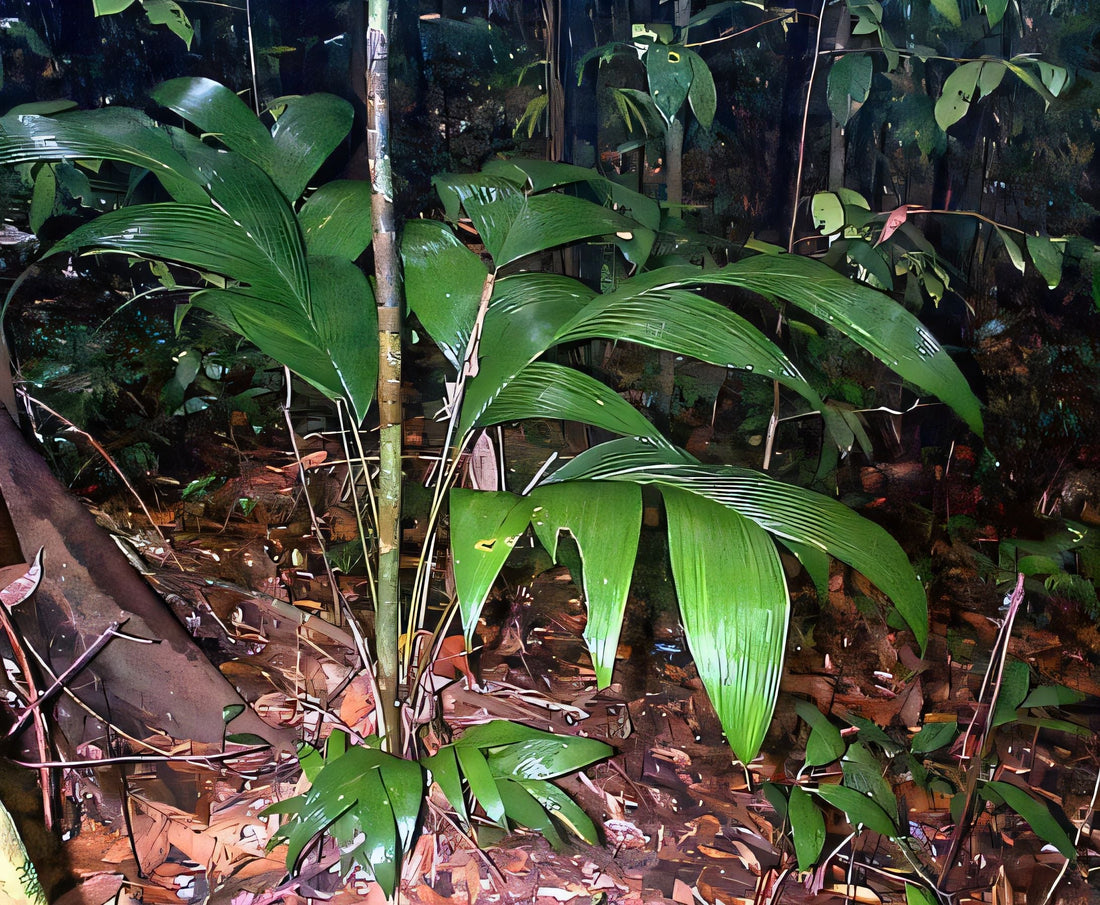 Geonoma pinnatifrons