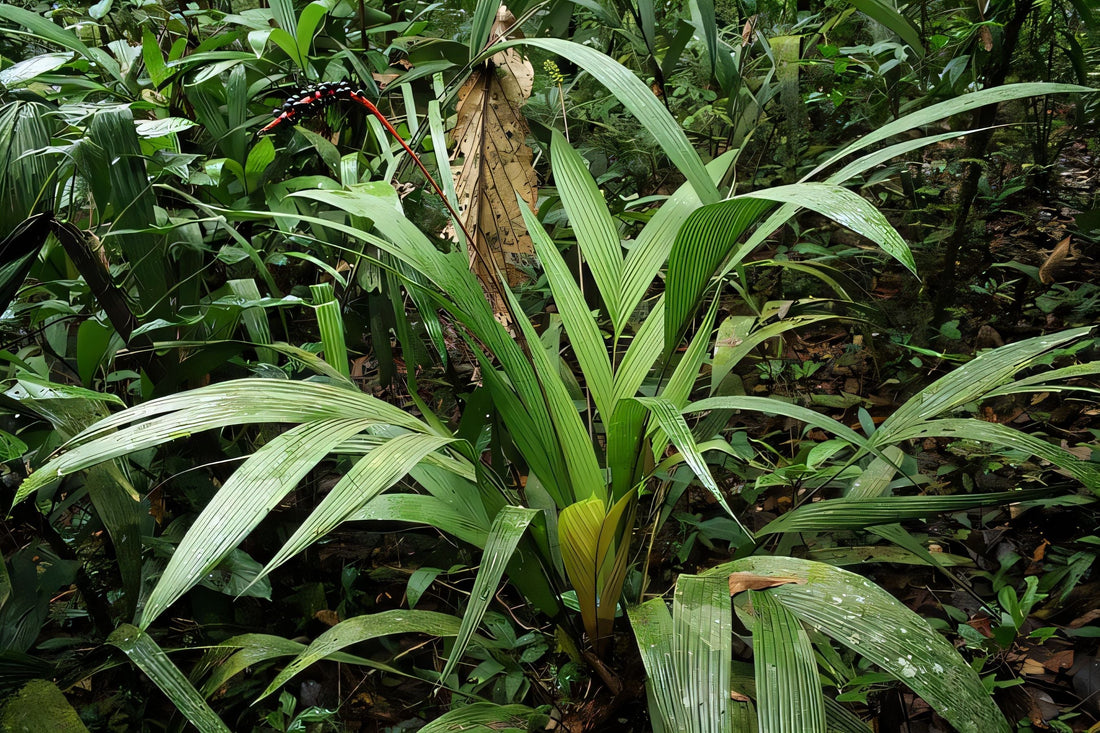 Geonoma poiteauana