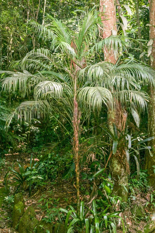 Geonoma schottiana