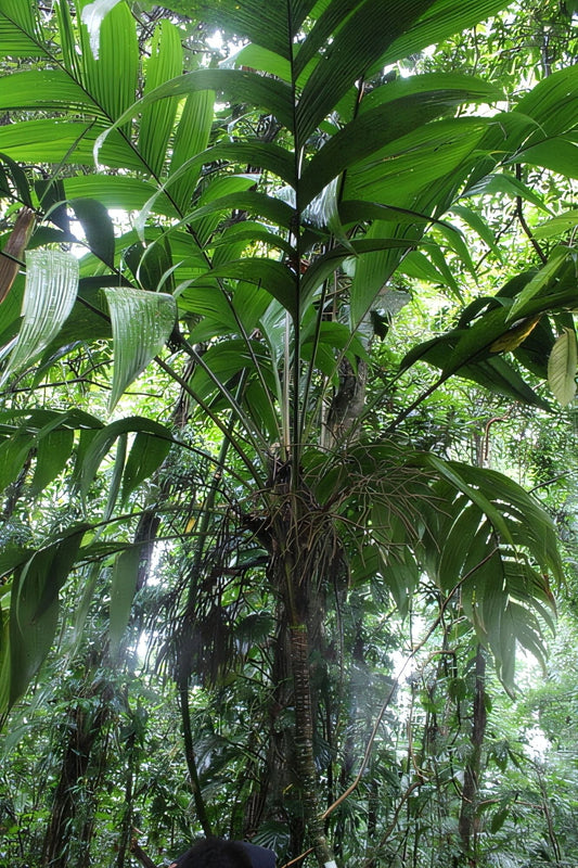 Geonoma tenuissima