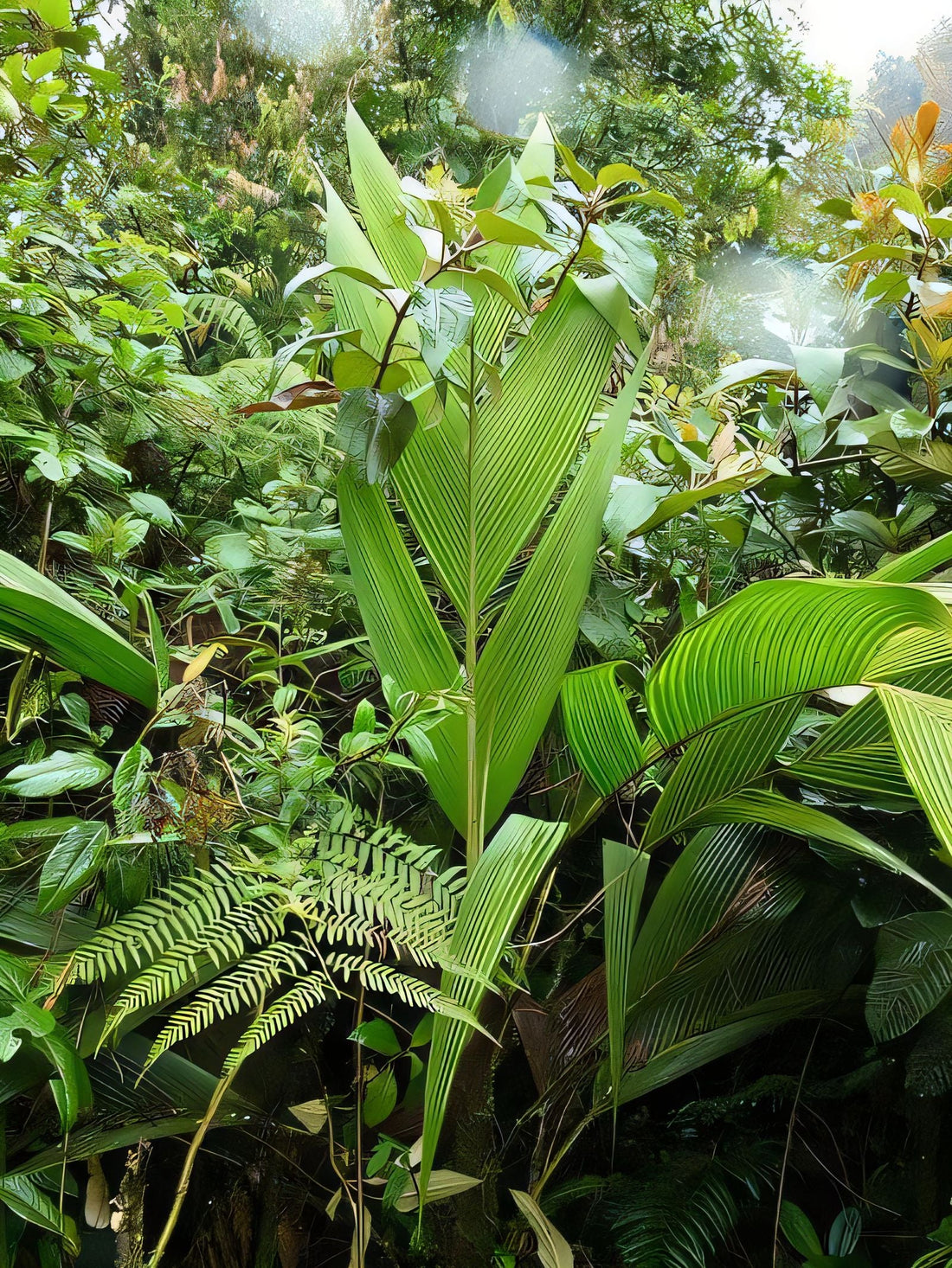 Geonoma triglochin