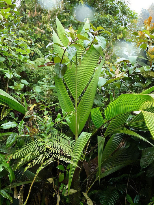 Geonoma triglochin