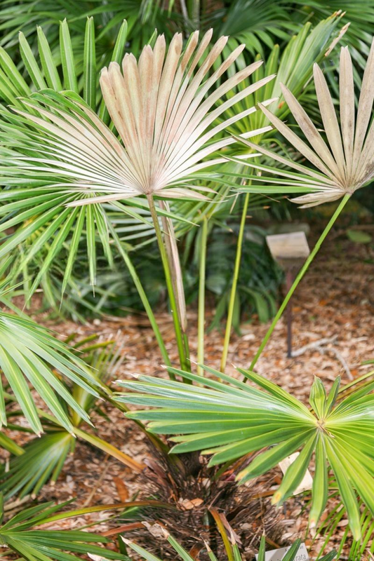 Guihaia argyrata