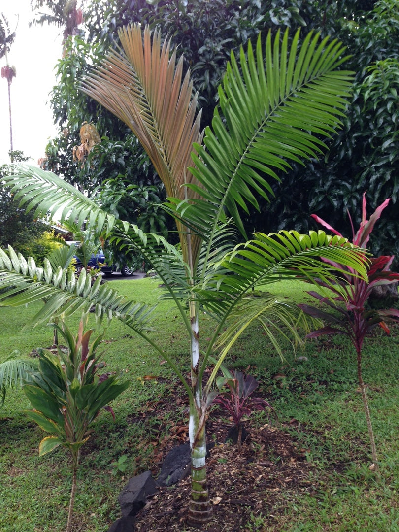 Heterospathe barfodii