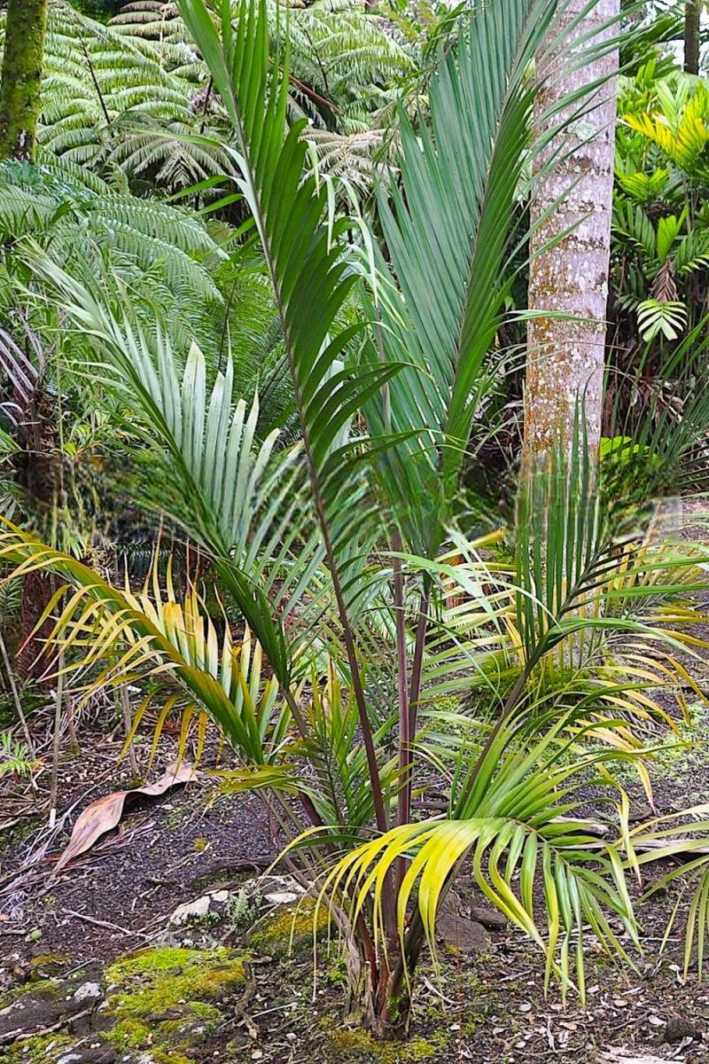 Heterospathe cagayanensis