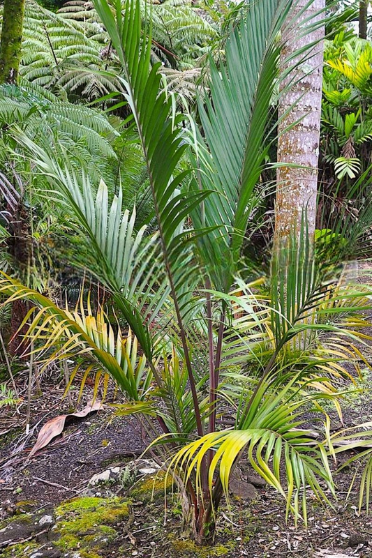 Heterospathe cagayanensis