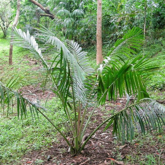 Heterospathe delicatula