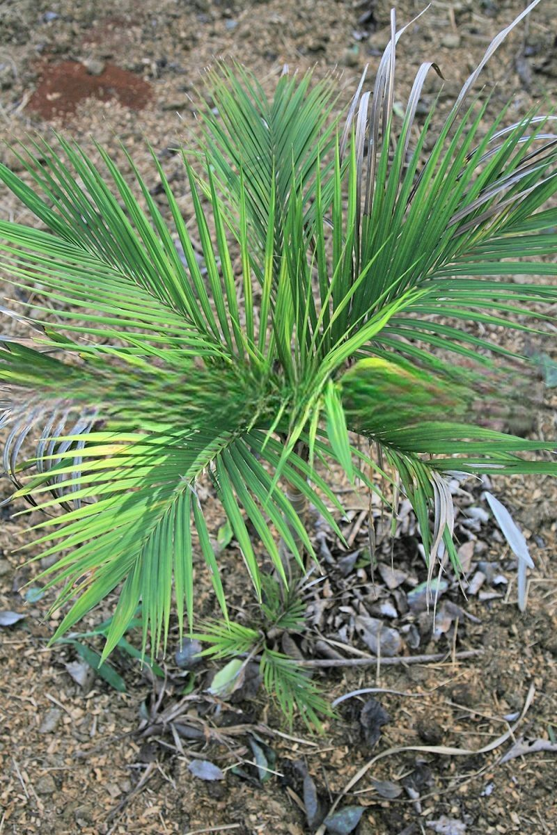 Heterospathe philippinensis
