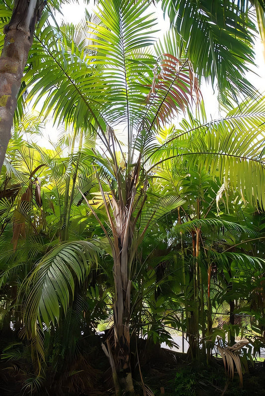 Heterospathe pilosa
