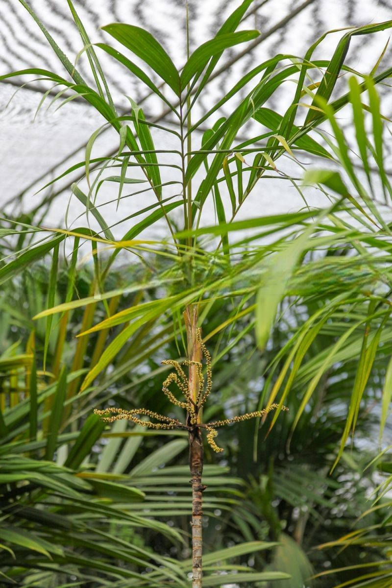 Heterospathe scitula