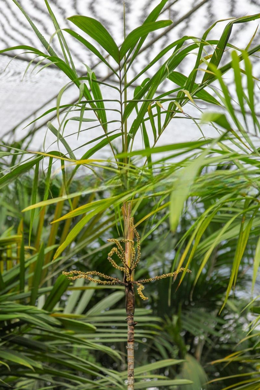 Heterospathe scitula