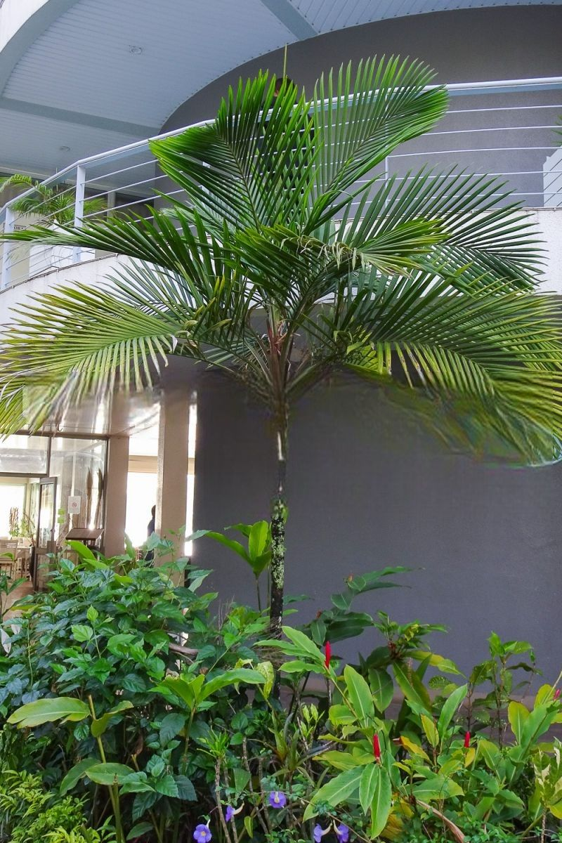 Heterospathe uniformis