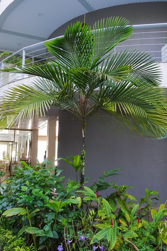 Heterospathe uniformis