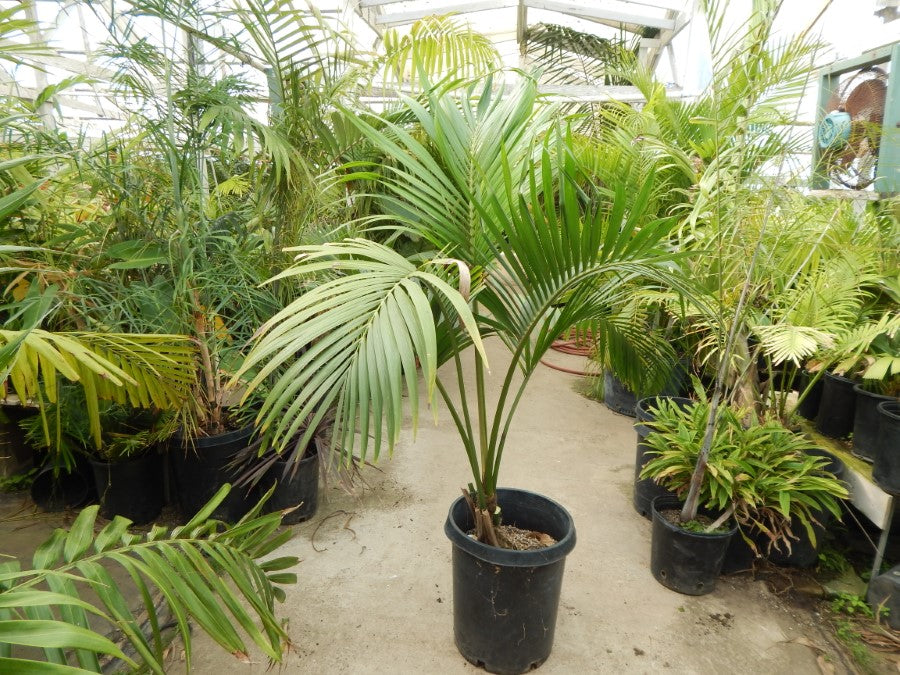 Howea belmoreana The Curly Palm