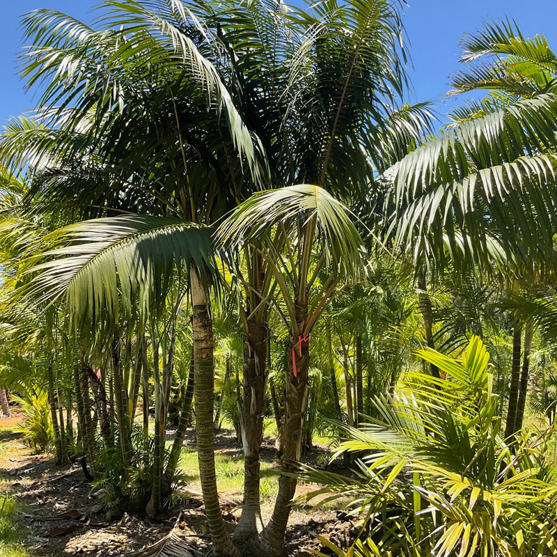 Howea forsteriana The Kentia Palm