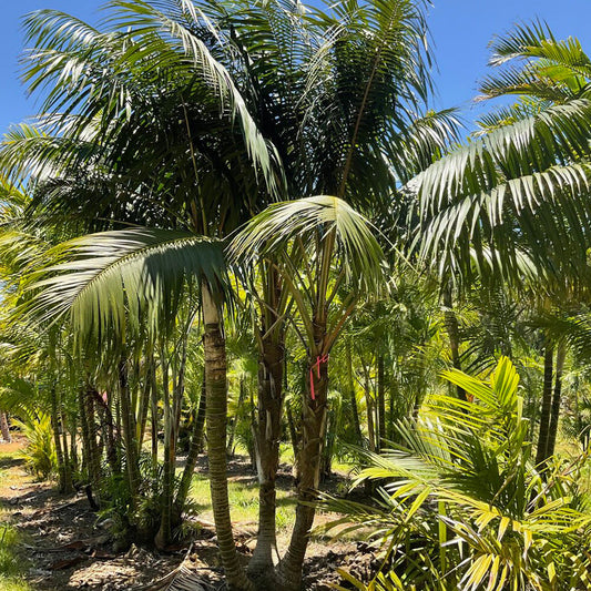 Howea forsteriana The Kentia Palm