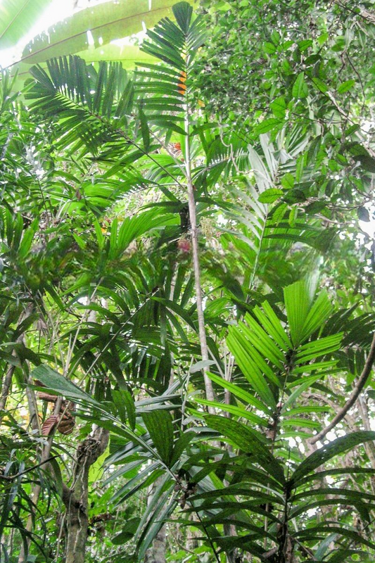 Hydriastele beccariana