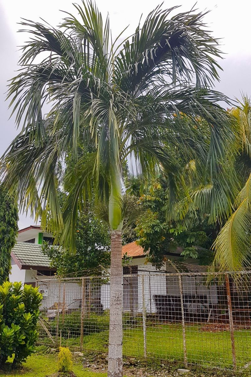 Hydriastele biakensis