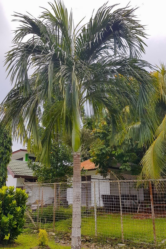Hydriastele biakensis