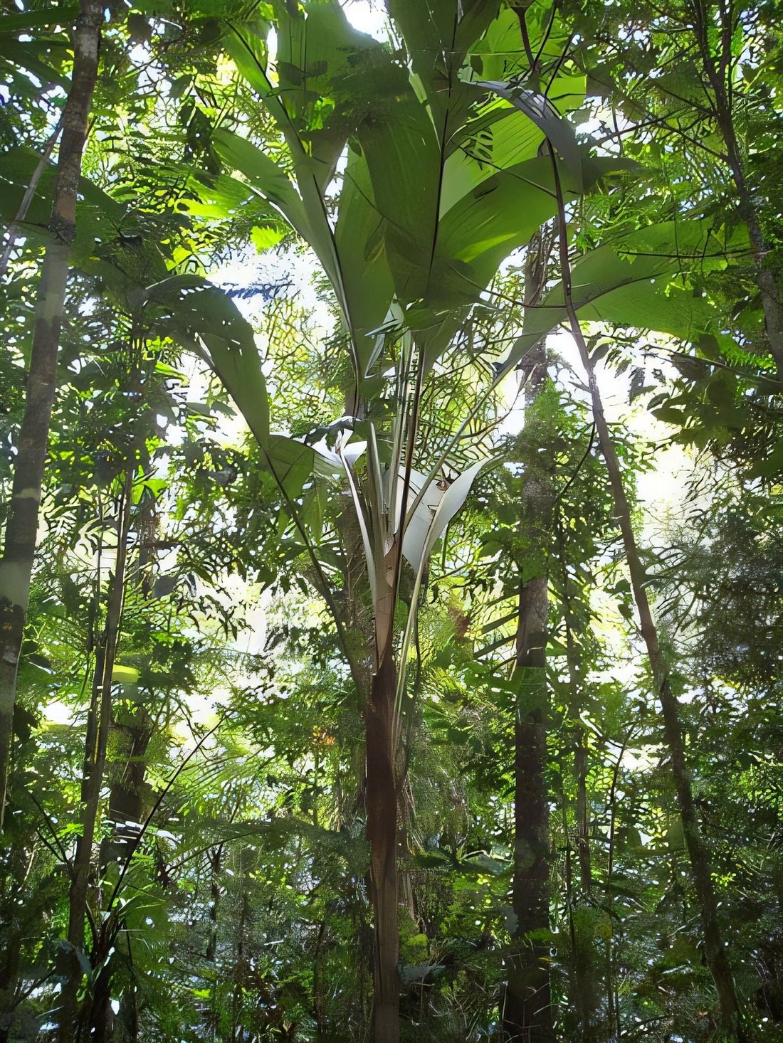 Hydriastele boumae