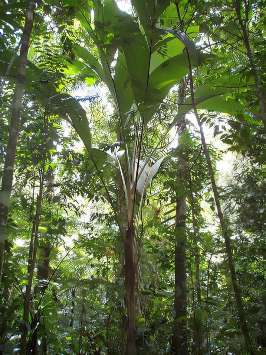 Hydriastele boumae