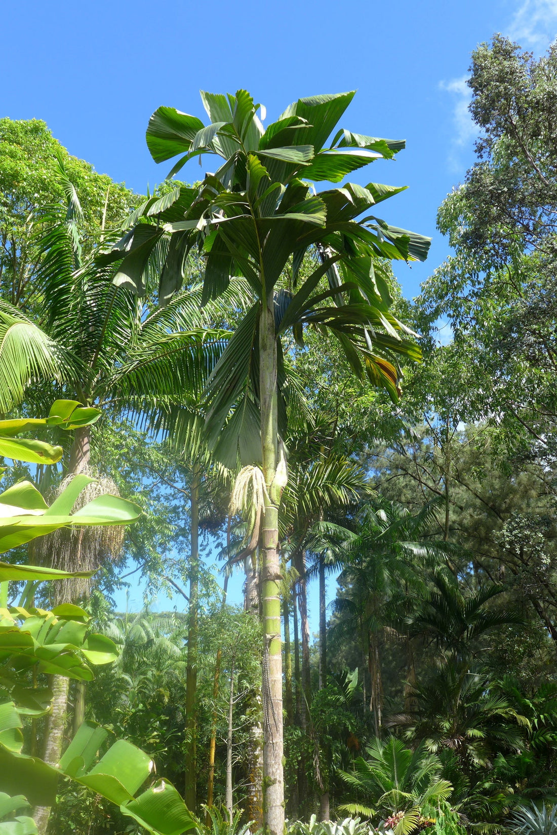 Hydriastele calcicola