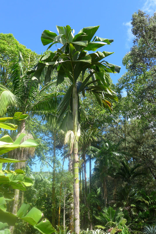 Hydriastele calcicola