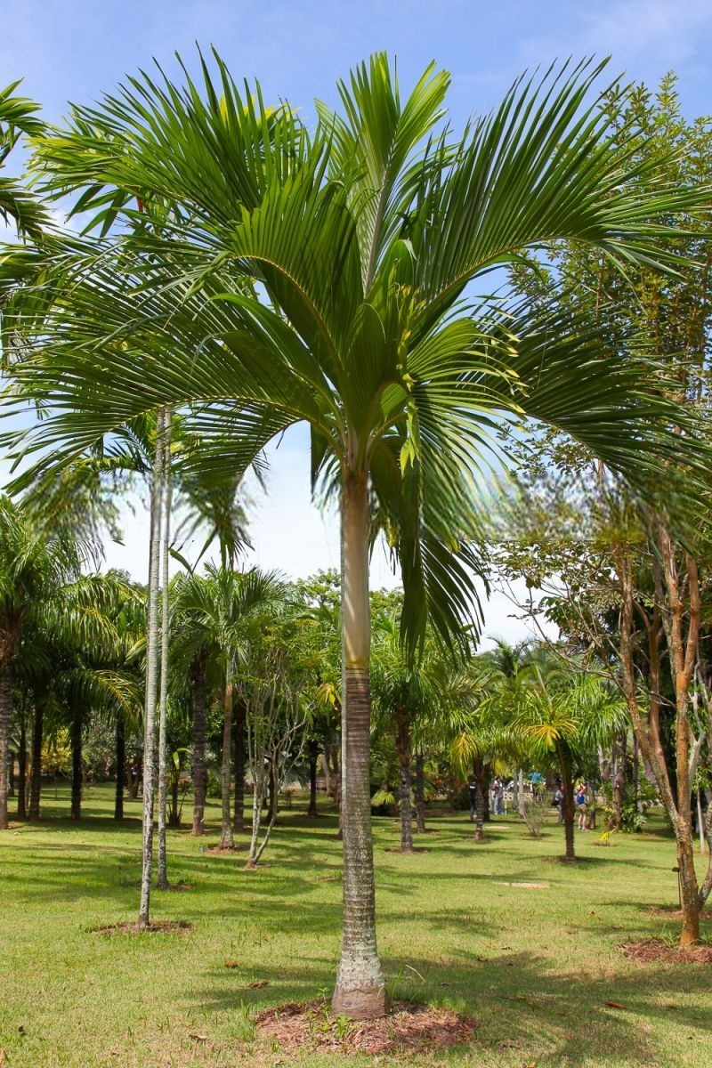 Hydriastele cylindrocarpa
