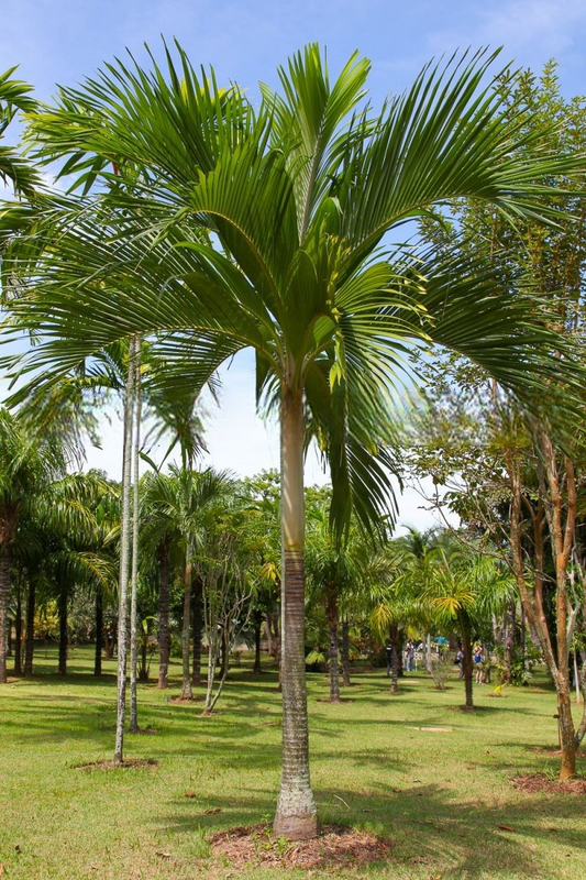 Hydriastele cylindrocarpa
