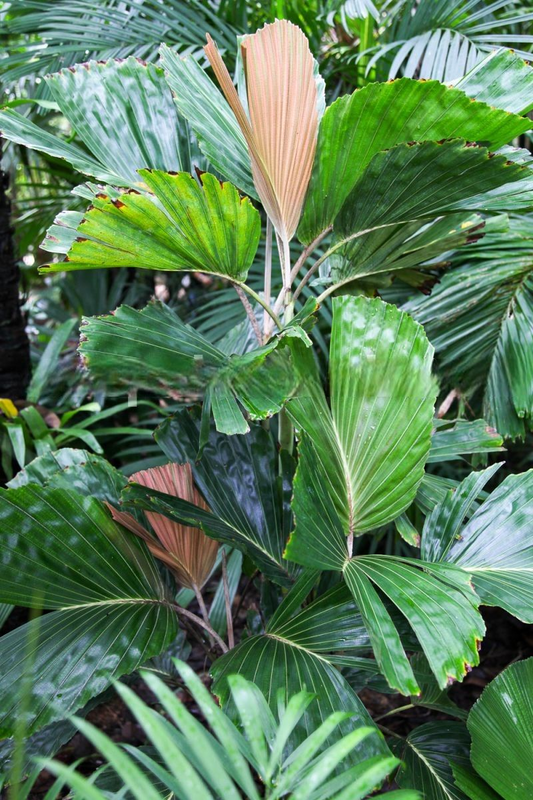 Hydriastele flabellata